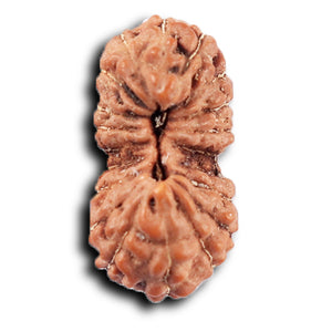 20 Mukhi Indonesian Rudraksha - Bead 105