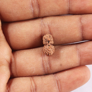 20 Mukhi Indonesian Rudraksha - Bead 105