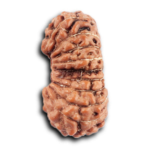 20 Mukhi Indonesian Rudraksha - Bead 105