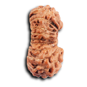 20 Mukhi Indonesian Rudraksha - Bead 105