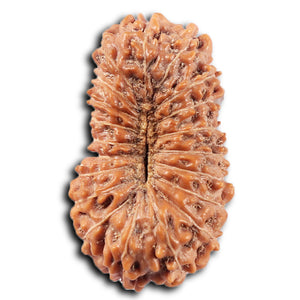 20 Mukhi Indonesian Rudraksha - Bead 100