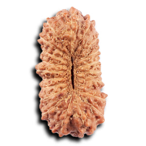 20 Mukhi Indonesian Rudraksha - Bead 101