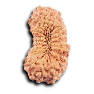 20 Mukhi Indonesian Rudraksha - Bead 104