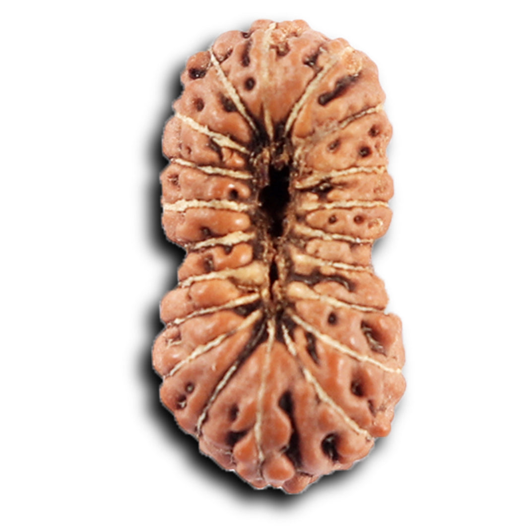 20 Mukhi Indonesian Rudraksha - Bead 105