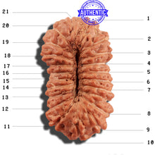 Load image into Gallery viewer, 21 Mukhi Indonesian Rudraksha - Bead No. 120
