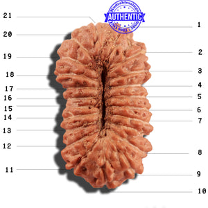 21 Mukhi Indonesian Rudraksha - Bead No. 120