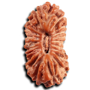 21 Mukhi Indonesian Rudraksha - Bead No. 135