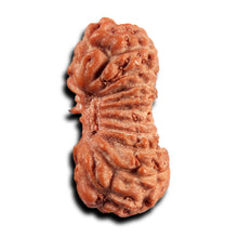 Load image into Gallery viewer, 21 Mukhi Indonesian Rudraksha - Bead No. 135
