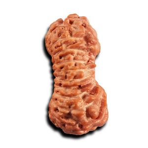 21 Mukhi Indonesian Rudraksha - Bead No. 135