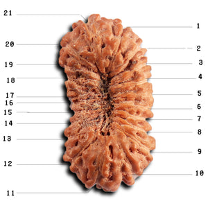 21 Mukhi Indonesian Rudraksha - Bead No. 135