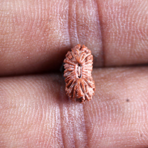 21 Mukhi Indonesian Rudraksha - Bead No. 135