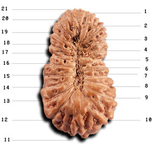 21 Mukhi Indonesian Rudraksha - Bead No. 136