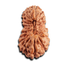 Load image into Gallery viewer, 21 Mukhi Indonesian Rudraksha - Bead No. 136
