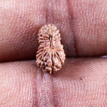 Load image into Gallery viewer, 21 Mukhi Indonesian Rudraksha - Bead No. 136
