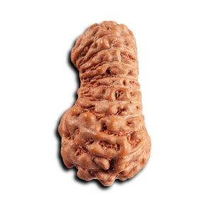 21 Mukhi Indonesian Rudraksha - Bead No. 136