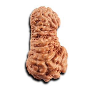 21 Mukhi Indonesian Rudraksha - Bead No. 136