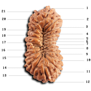 21 Mukhi Indonesian Rudraksha - Bead No. 137