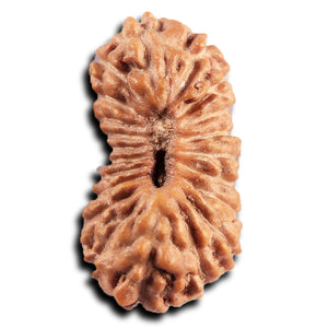 21 Mukhi Indonesian Rudraksha - Bead No. 137