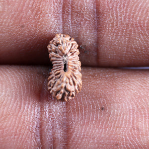 21 Mukhi Indonesian Rudraksha - Bead No. 137