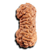 Load image into Gallery viewer, 21 Mukhi Indonesian Rudraksha - Bead No. 137
