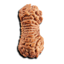 Load image into Gallery viewer, 21 Mukhi Indonesian Rudraksha - Bead No. 137
