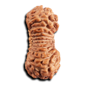 21 Mukhi Indonesian Rudraksha - Bead No. 137