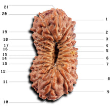 Load image into Gallery viewer, 21 Mukhi Indonesian Rudraksha - Bead No. 138
