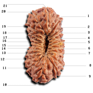 21 Mukhi Indonesian Rudraksha - Bead No. 138