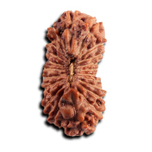 Load image into Gallery viewer, 21 Mukhi Indonesian Rudraksha - Bead No. 138
