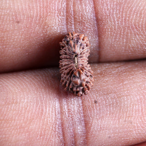 21 Mukhi Indonesian Rudraksha - Bead No. 138