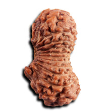 Load image into Gallery viewer, 21 Mukhi Indonesian Rudraksha - Bead No. 138
