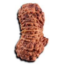 Load image into Gallery viewer, 21 Mukhi Indonesian Rudraksha - Bead No. 138
