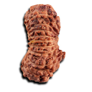 21 Mukhi Indonesian Rudraksha - Bead No. 138