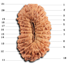 Load image into Gallery viewer, 21 Mukhi Indonesian Rudraksha - Bead No. 139
