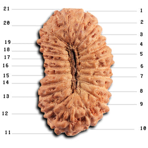 21 Mukhi Indonesian Rudraksha - Bead No. 139