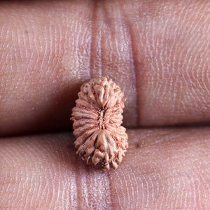 21 Mukhi Indonesian Rudraksha - Bead No. 139