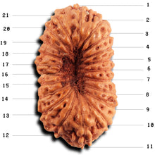 Load image into Gallery viewer, 21 Mukhi Indonesian Rudraksha - Bead No. 140
