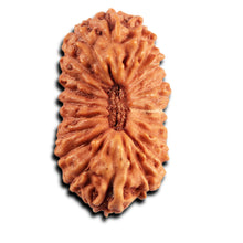 Load image into Gallery viewer, 21 Mukhi Indonesian Rudraksha - Bead No. 140
