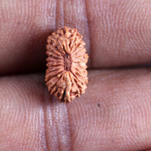 Load image into Gallery viewer, 21 Mukhi Indonesian Rudraksha - Bead No. 140
