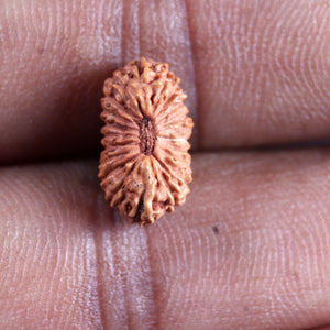 21 Mukhi Indonesian Rudraksha - Bead No. 140