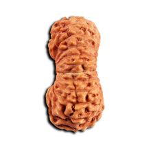 Load image into Gallery viewer, 21 Mukhi Indonesian Rudraksha - Bead No. 140
