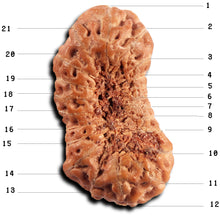 Load image into Gallery viewer, 21 Mukhi Indonesian Rudraksha - Bead No. 141
