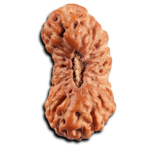 Load image into Gallery viewer, 21 Mukhi Indonesian Rudraksha - Bead No. 141
