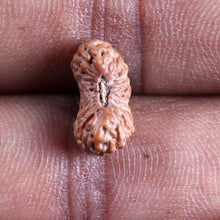 Load image into Gallery viewer, 21 Mukhi Indonesian Rudraksha - Bead No. 141
