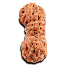 Load image into Gallery viewer, 21 Mukhi Indonesian Rudraksha - Bead No. 141
