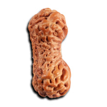 Load image into Gallery viewer, 21 Mukhi Indonesian Rudraksha - Bead No. 141
