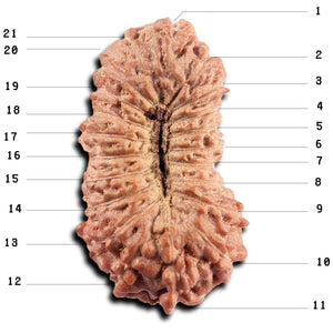 21 Mukhi Indonesian Rudraksha - Bead No. 142