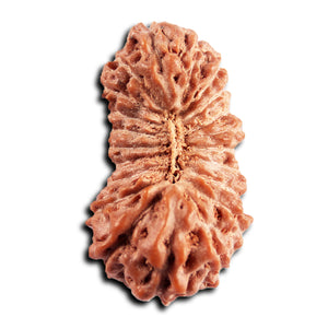 21 Mukhi Indonesian Rudraksha - Bead No. 142