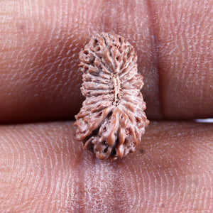 21 Mukhi Indonesian Rudraksha - Bead No. 142