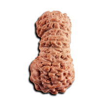 Load image into Gallery viewer, 21 Mukhi Indonesian Rudraksha - Bead No. 142
